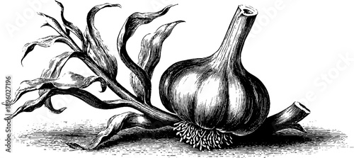 Vintage botanical engraving of whole garlic bulb with cloves