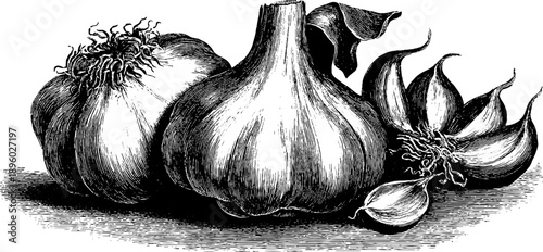 Vintage botanical engraving of whole garlic bulb with cloves for culinary and kitchen decor