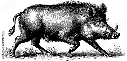 Wild boar in forest - vintage botanical engraving from the 19th century