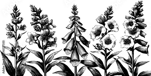 Wild foxglove flower spike botanical engraving from the 19th century
