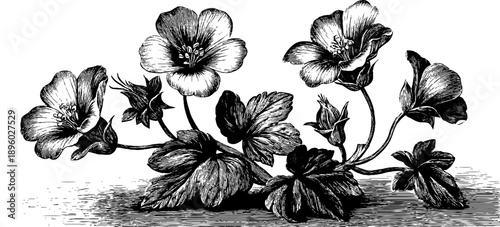 Wild geranium meadow flower botanical engraving from the 19th century