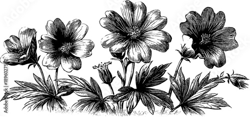 Wild geranium meadow flower botanical art from the 19th century