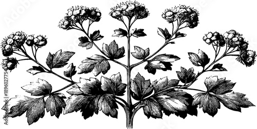 Wild meadow rue plant botanical art from the 19th century - vintage design for cards and posters