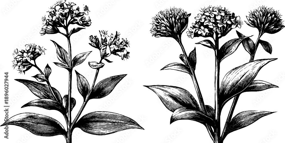 Fototapeta premium Wild valerian meadow flower botanical engraving - vintage 19th century design for botanical prints