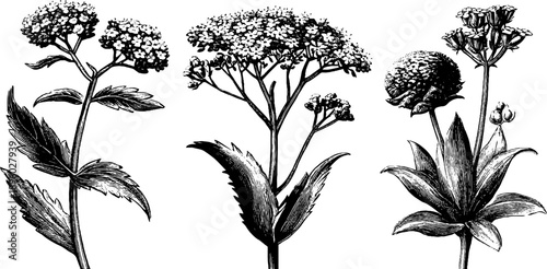 Wild valerian meadow flowers - 19th century botanical design for vintage decor