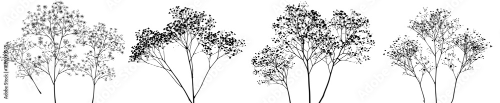 Obraz premium Silhouette of Three Sprigs of Baby's Breath Gypsophila