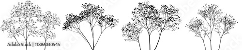 Silhouette of Three Sprigs of Baby's Breath Gypsophila
