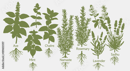 Collection of various green herbal plants.