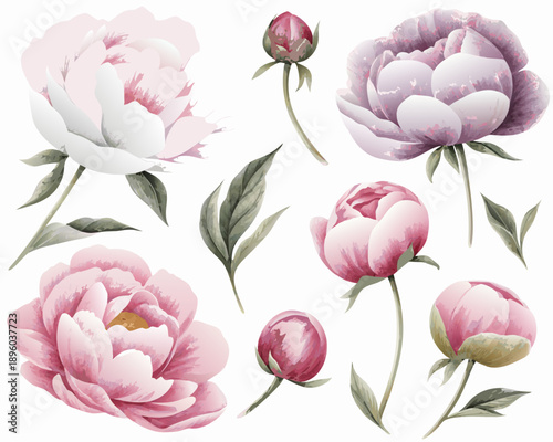 Watercolor painting of various pink and purple peony flower blossoms