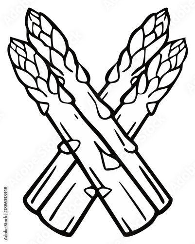 Doodle drawing of crossed asparagus stalks, cooking ingredients, edible green vegetable, sketch style, plant