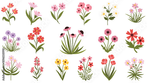 Beautiful set of various colorful wildflower illustrations in different species and stages of bloom for botanical and nature themed design projects.