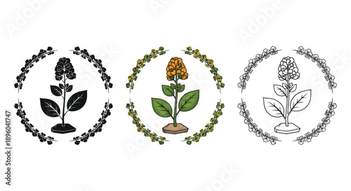 Set of three tobacco plant illustrations in circular frames shown in black silhouette, color, and outline sketch styles