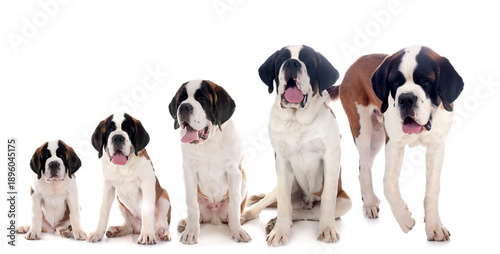 Photos puppies saint bernard in studio
