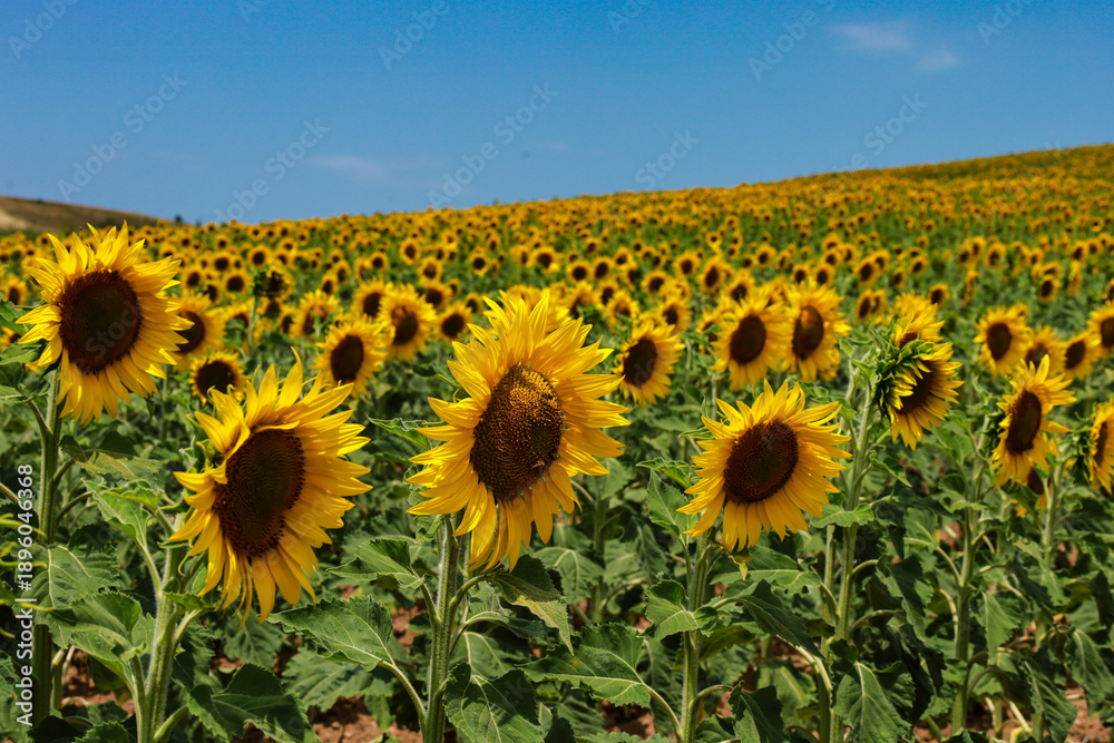 Fototapeta premium sunflowers in the field of sunflowers