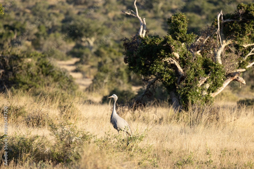 Fototapeta premium Blue Crane, Grus paradisea, is an endangered bird specie endemic to Southern Africa. It is the national bird of South Africa, Kwandwe Private Game Reserve, South Africa.