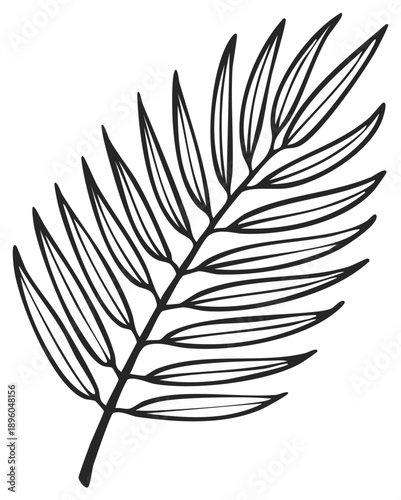 Monochrome linear drawing of palm leaf or frond with elongated leaflets for design elements or clip art
