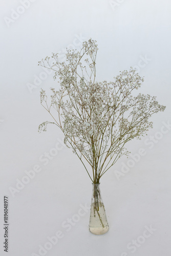 white flowers in a vase on a white bacground