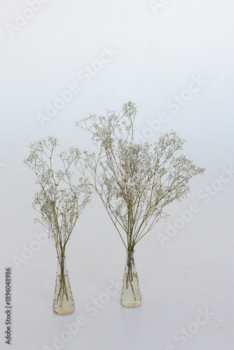 white flowers in a vase on a white bacground