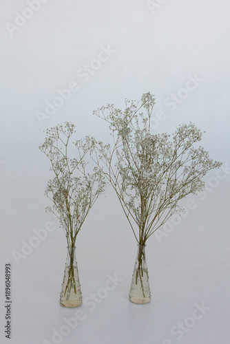 white flowers in a vase on a white bacground