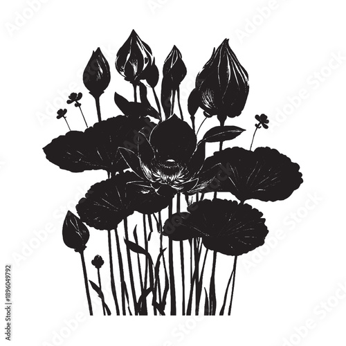 Black and white silhouette of blooming lotus flowers and leaves  in water.