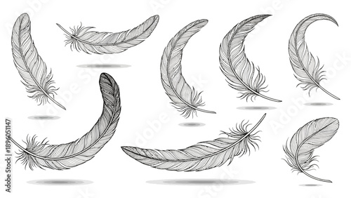 A collection of elegant hand drawn feathers with soft shadows, isolated on white.