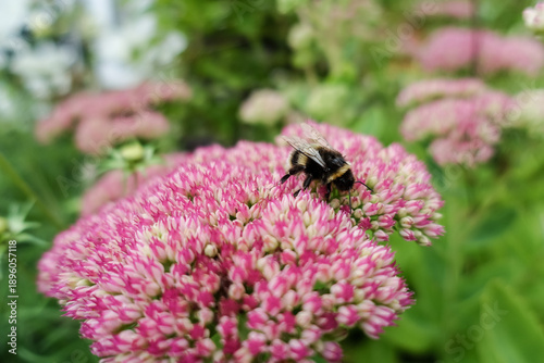 Busy bee, bumble bee feeding on a bright pink sedum flower, taking pollen to make into honey on a summers day in an English garden.