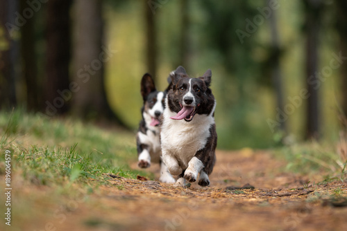 Photography Two happy Welsh Corgi Cardigan dogs run quickly on a natural dirt path in a gree