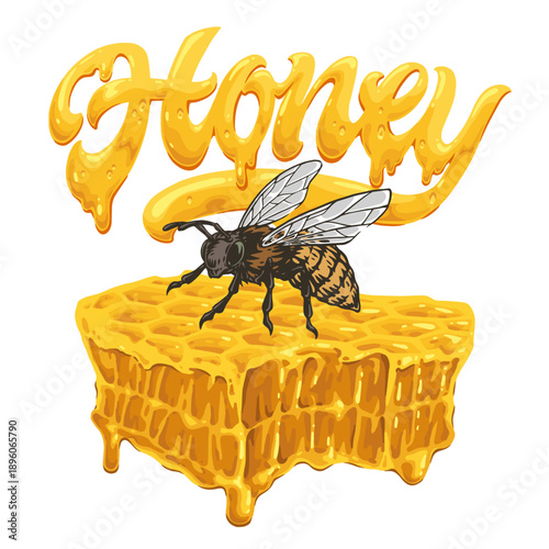 Honey bee on honeycomb