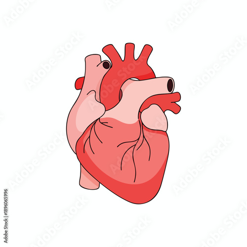 Human Heart Anatomy Illustration