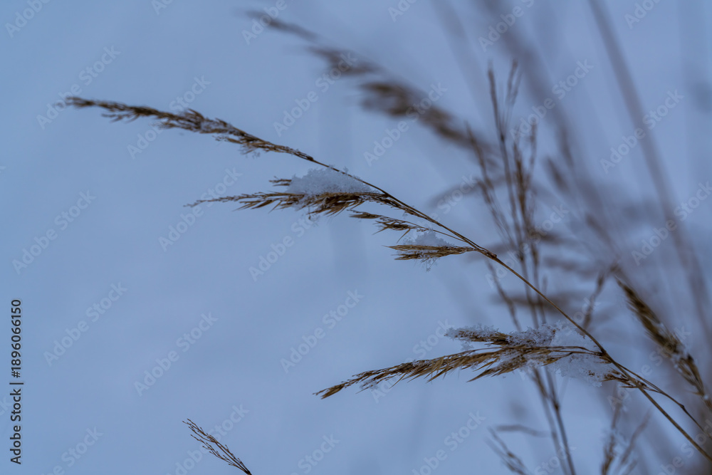 Fototapeta premium Wild reed grass with feathery brown seedheads bending in the breeze against a calm blue sky, showing natural winter vegetation detail inan outdoor meadow, creating a serene botanical landscape