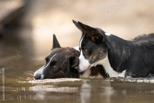 Canvas Print Two Welsh Corgi Cardigan dogs relax together, partially in shallow outdoor water