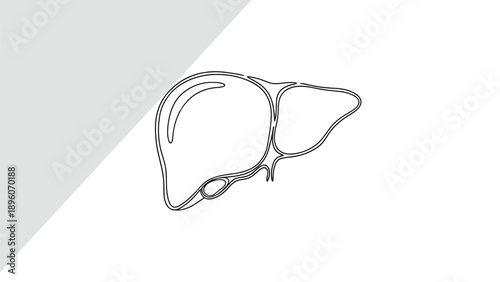 Vector Illustration of a Human Liver Organ in Simple Line Art