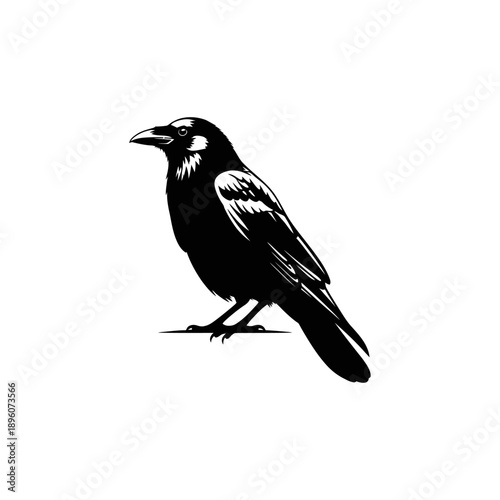 Black Crow Silhouette Standing on Ground.