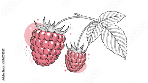 Detailed botanical drawing of two ripe raspberries attached to a stem with green leaves featuring artistic pink accents and star motifs.