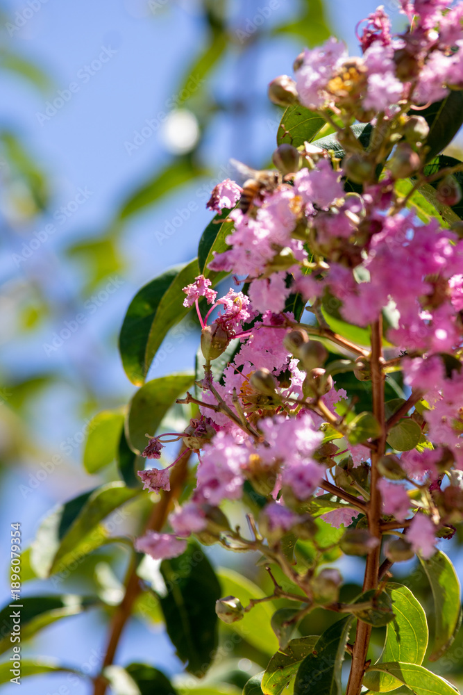 Fototapeta premium blooming apple tree