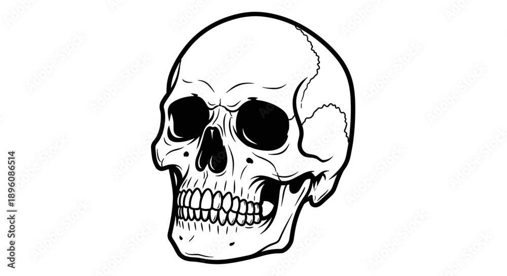 Obraz premium Detailed Illustration of Human Skull Anatomy.