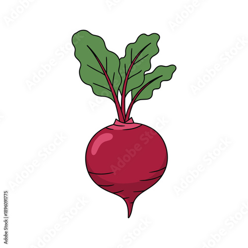 Red Beetroot Vegetable Illustration