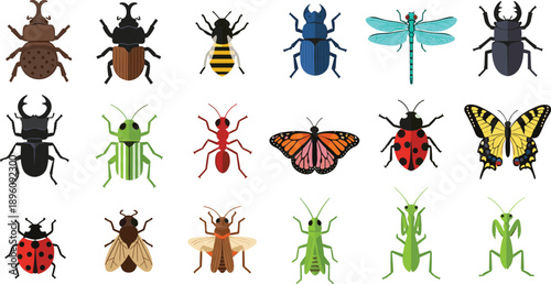 Colorful flat vector illustration set of insects including beetles butterflies ants bees dragonflies grasshoppers and ladybugs isolated on white background for education and design use