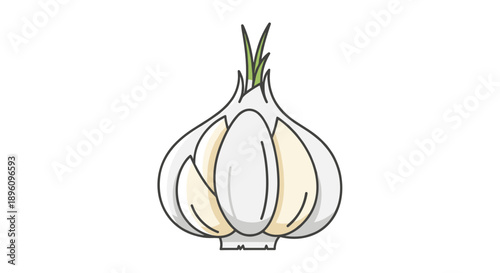 Garlic Bulb Illustration Simple White Background.