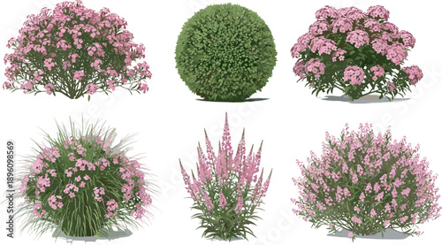 Collection of six ornamental and flowering plants with pink blossoms and green foliage, showcasing diverse landscaping options, garden design inspiration, and botanical variety for o
