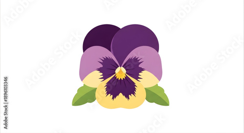 Beautiful purple and yellow pansy flower with green leaves, a symbol of remembrance and affection, isolated on white background