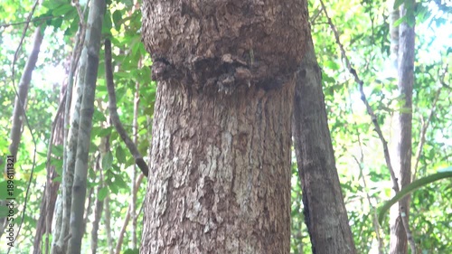 Tropical forest phytopathology. Tree growth, woodknob, burl. Malacca