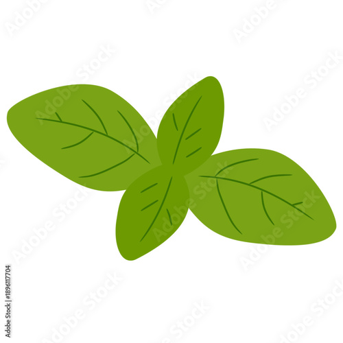 Basil Leaves in Cute Flat Style for Cooking Illustration