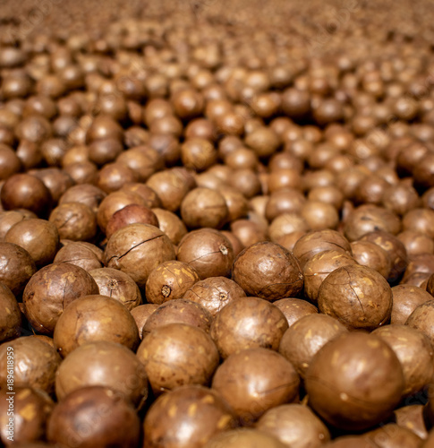 Healthy superfood macadamia nuts photographed in their natural plantation setting