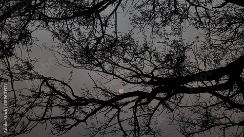 silhouette of a tree