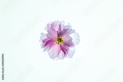 Cherry blossom in a white background 