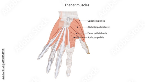 Thenar muscles
Thenar muscles are a group of intrinsic hand muscles located at the base of the thumb that control fine thumb movements such as opposition, flexion, and abduction.