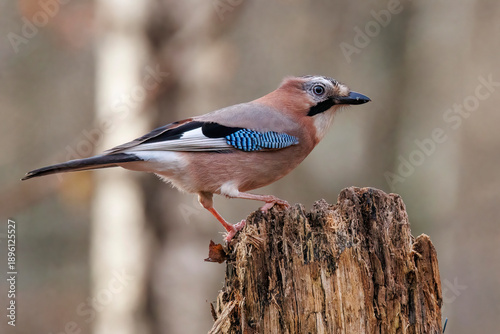 Quadro su tela Eichelhäher (Garrulus glandarius)