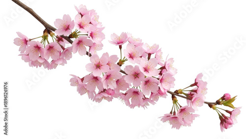 Pink cherry blossom branch with buds and flowers
