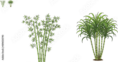 Bamboo and sugarcane plant illustration set, tropical green stems and leaves isolated on white background botanical nature design